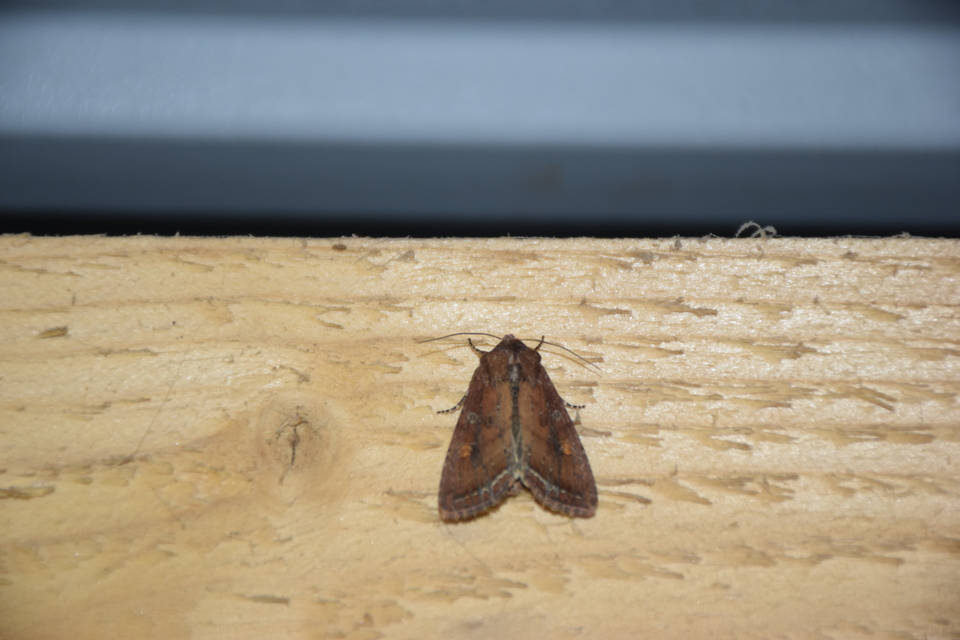 Lacanobia oleracea - saláta-kertibagoly