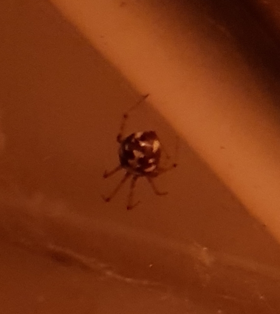 Steatoda triangulosa - háromszöges faggyúpók