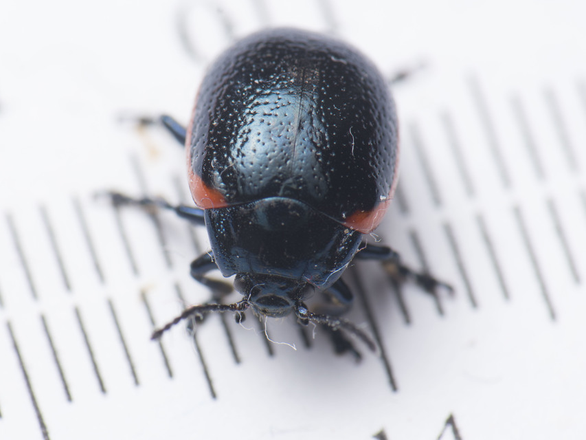 Chrysolina rossia - trapézhátú szegélyeslevelész