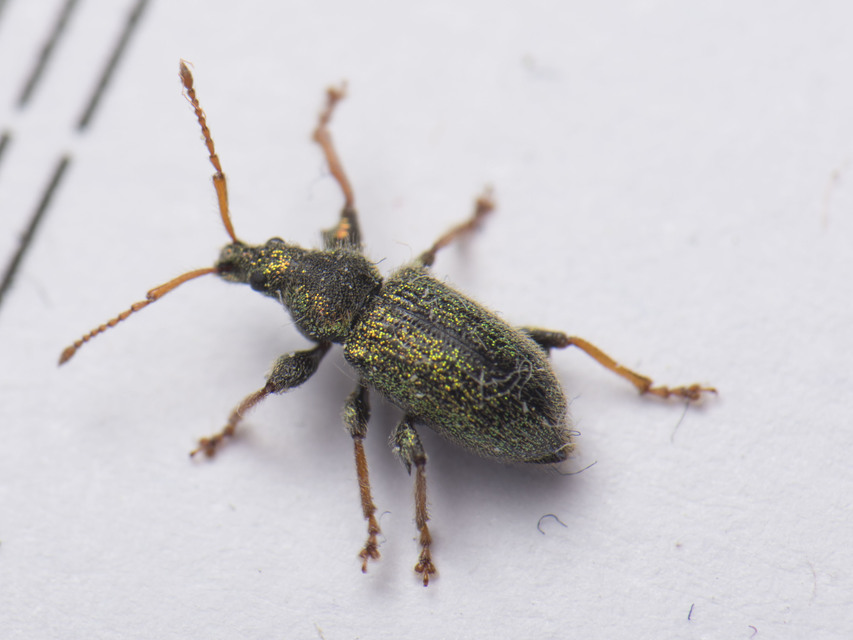 Phyllobius betulinus - változékony levélormányos