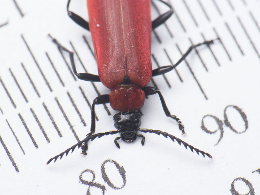 Pyrochroa coccinea - nagy bíborbogár