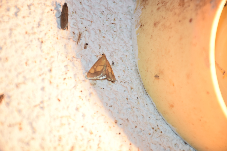 Evergestis limbata - közönséges dudvamoly