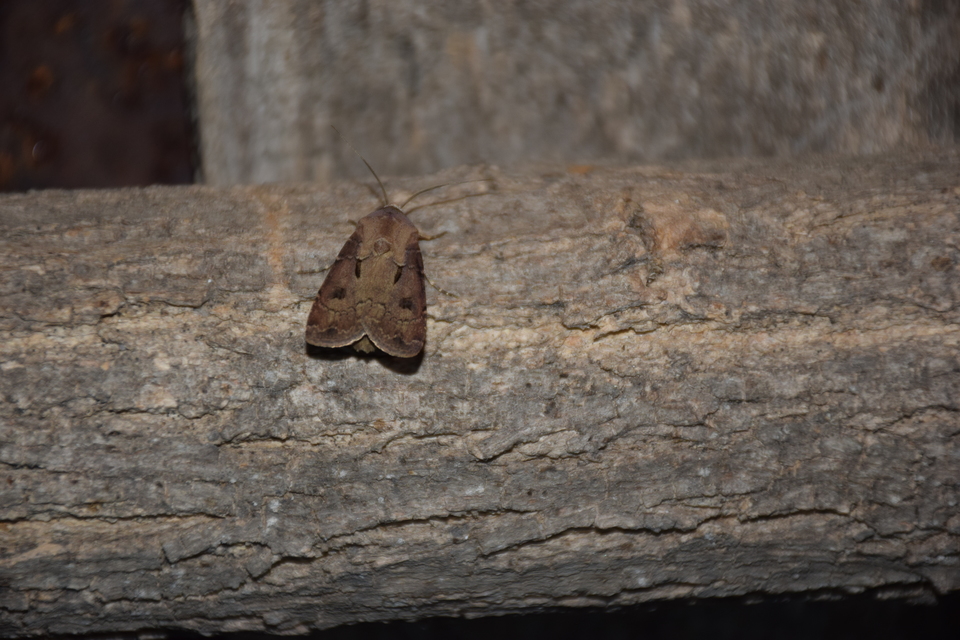 Agrotis exclamationis - felkiáltójeles földibagoly