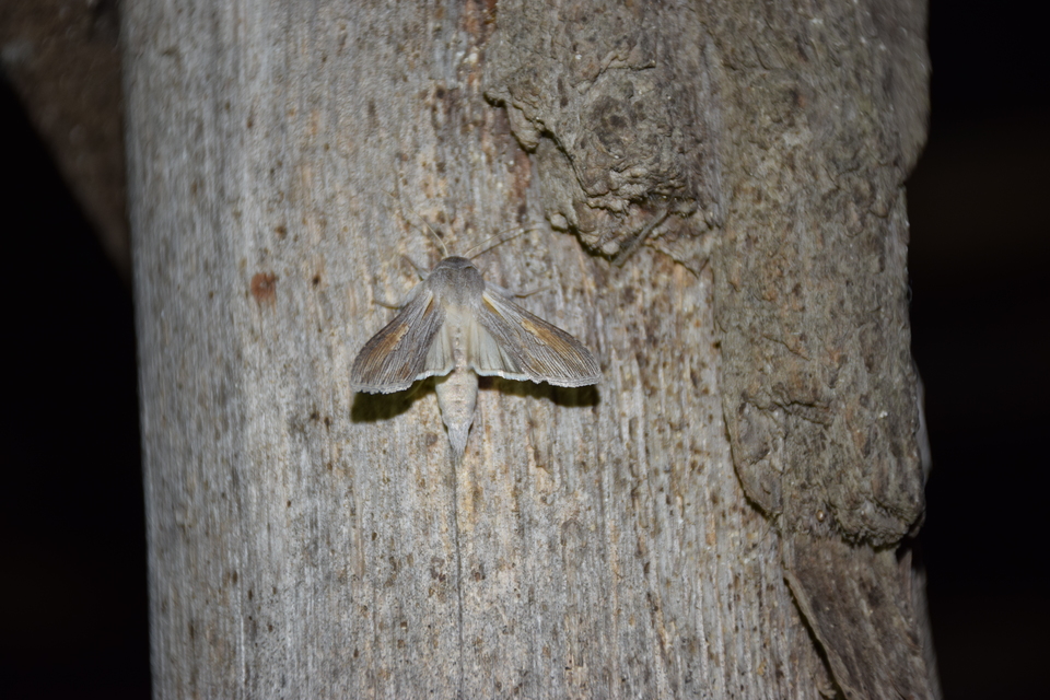 Cucullia balsamitae - homoki csuklyásbagoly