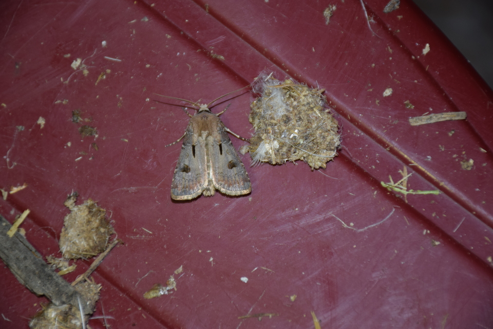 Agrotis exclamationis - felkiáltójeles földibagoly
