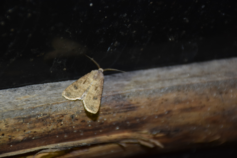 Agrotis segetum - vetési földibagoly