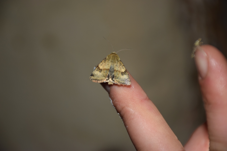 Heliothis viriplaca - mácsonyabagoly