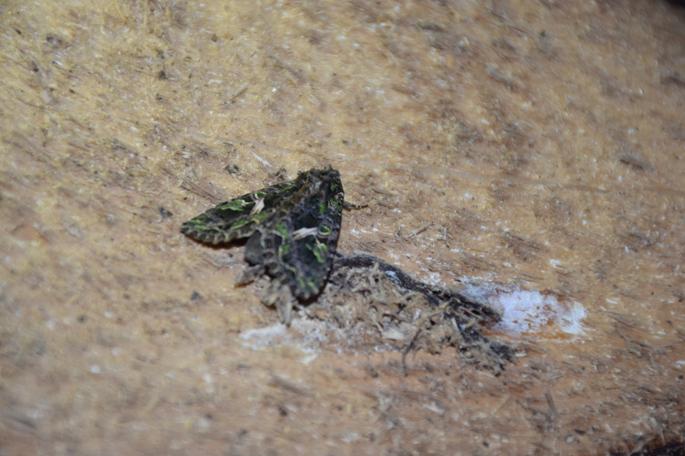 Trachea atriplicis - nyári zöldbagoly