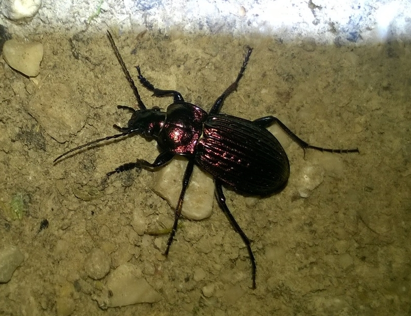 Carabus ulrichii - rezes futrinka