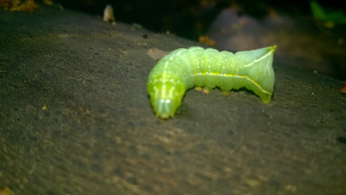 Amphipyra pyramidea - fahéjszínű bagoly