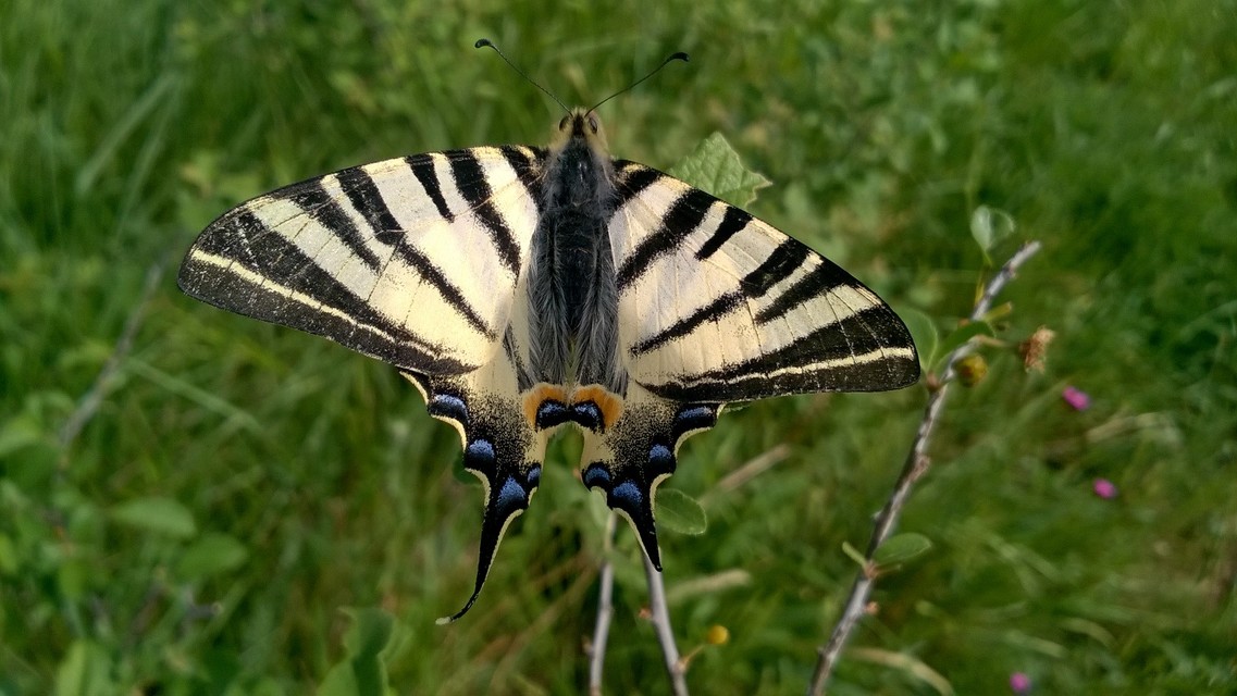 Iphiclides podalirius - kardoslepke