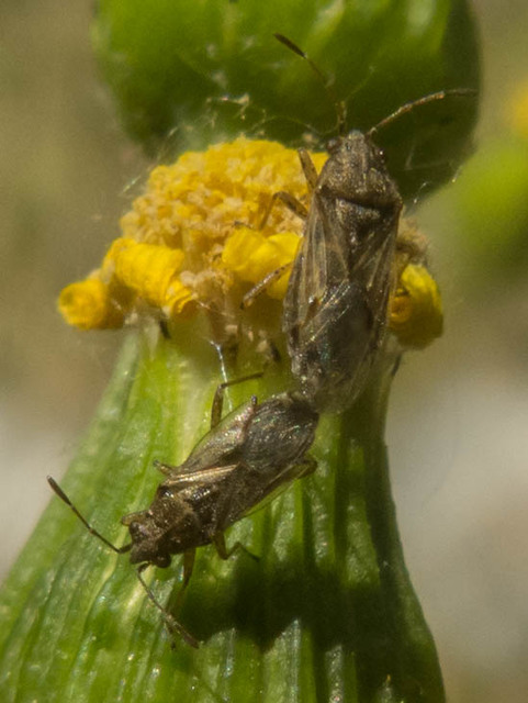 Rhopalidae - üvegpoloskák