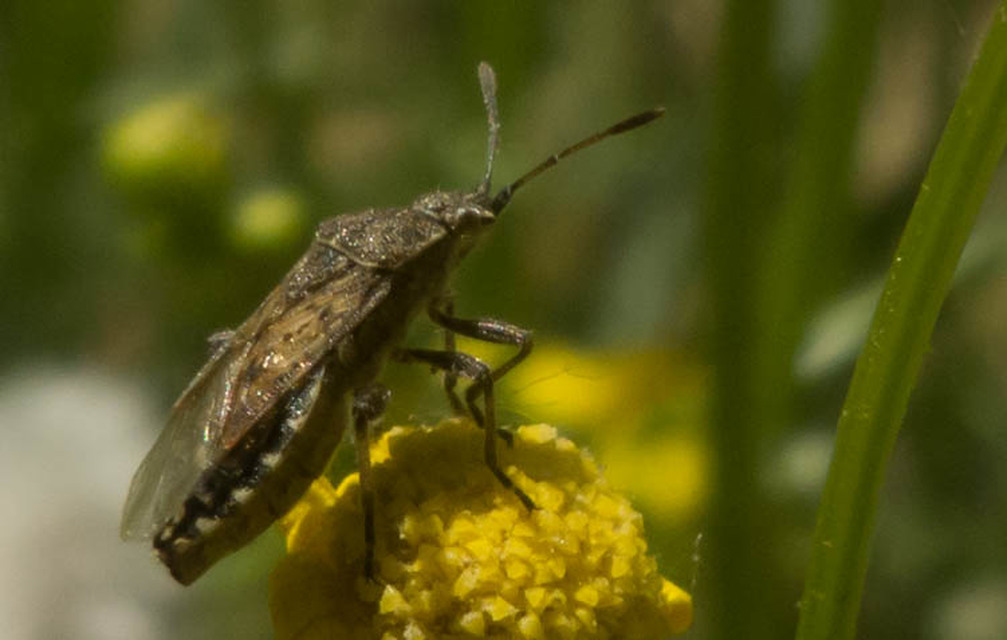 Rhopalidae - üvegpoloskák