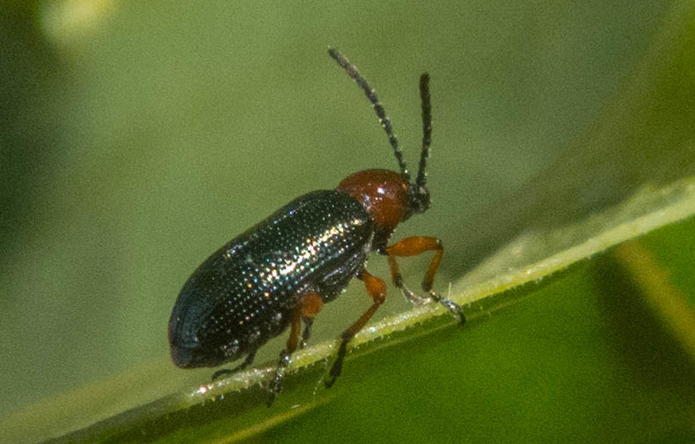 Oulema melanopus/duftschmidi