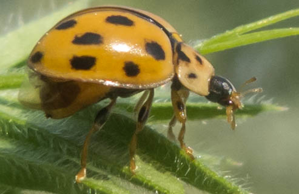 Propylea quatuordecimpunctata - tizennégypettyes füsskata