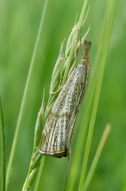 Thisanotia chrysonuchella - tavaszi fűgyökérmoly