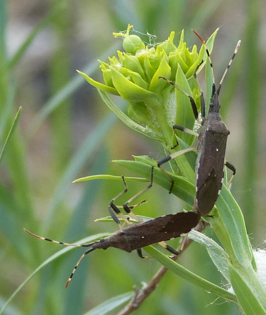 Dicranocephalus albipes - kutyatej-karimáspoloska