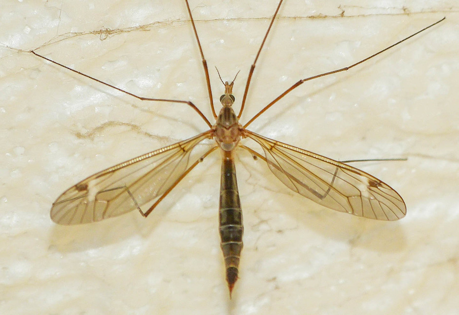 Tipula