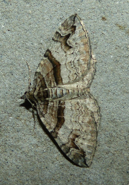 Pareulype berberata - sóskafa-tarkaaraszoló