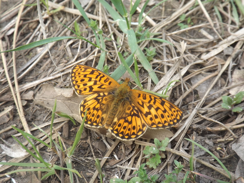 Boloria euphrosyne - árvácska-gyöngyházlepke