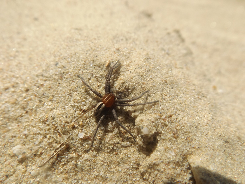 Thanatus arenarius