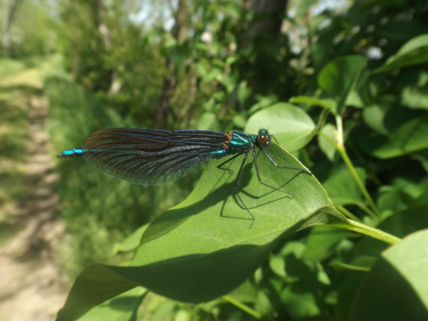 Calopteryx virgo - kisasszony-szitakötő
