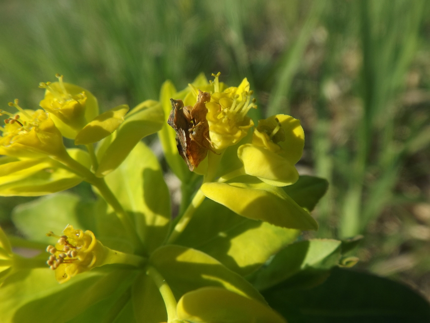 Phymata crassipes - fogólábú poloska