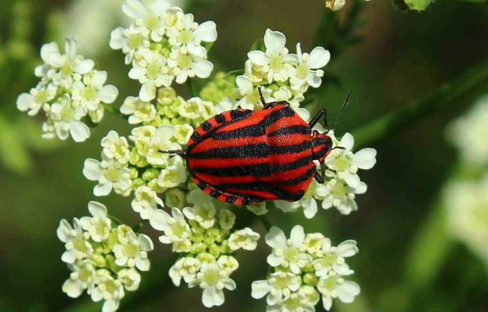Graphosoma italicum - csíkos pajzsospoloska