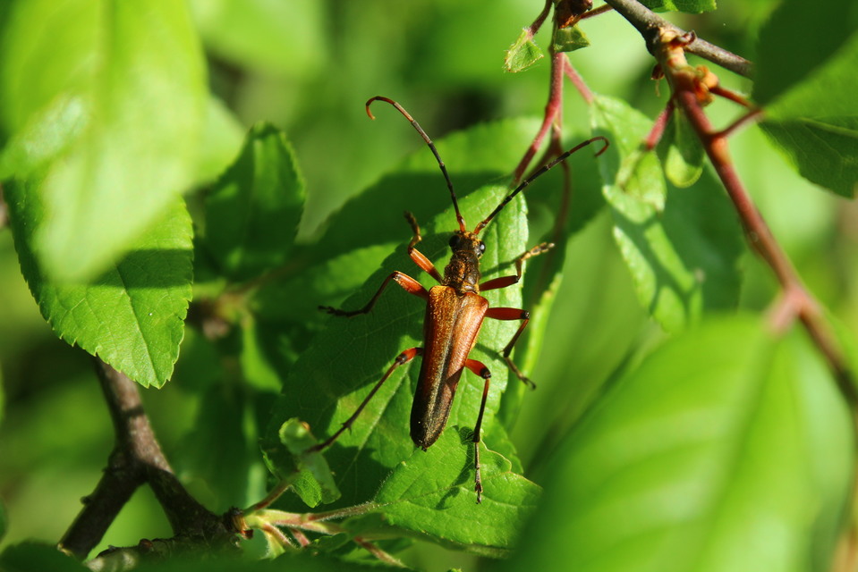 Stenocorus meridianus - fűz-gyökércincér