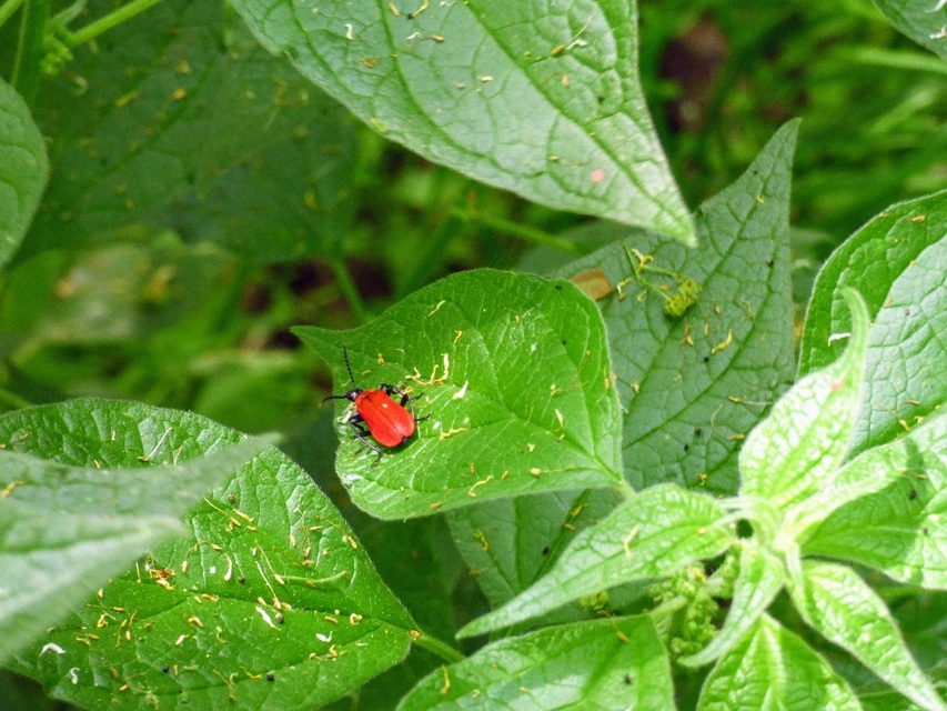 Pyrochroa coccinea - nagy bíborbogár