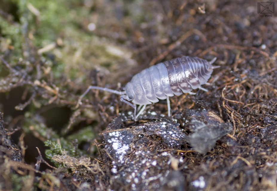 Cylisticus convexus - álgömbászka