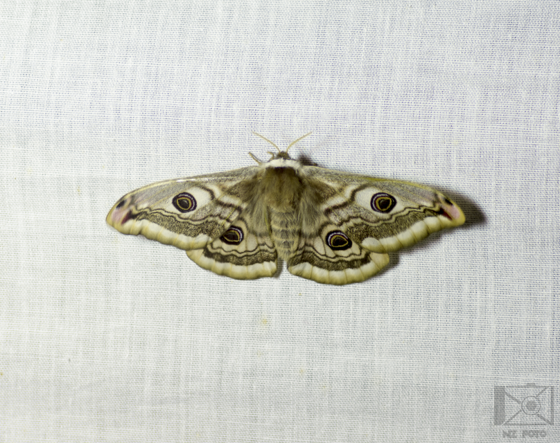 Saturnia pavoniella/pavonia
