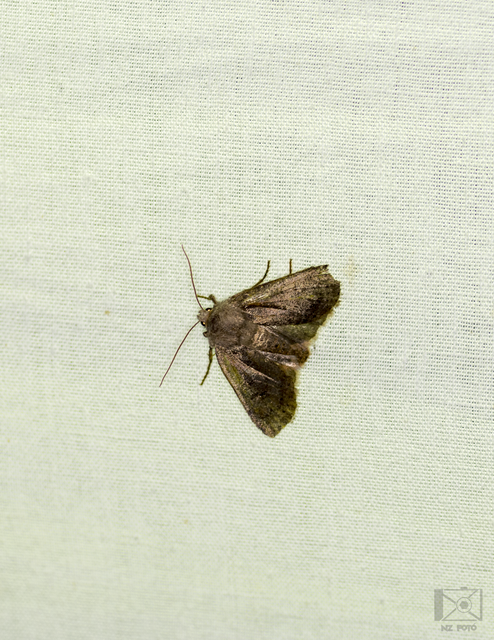 Conistra