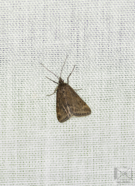 Pyrausta despicata - réti bíbormoly