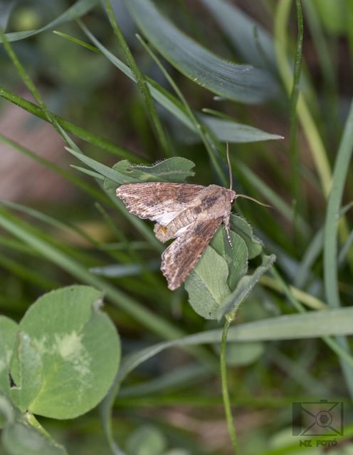 Egira conspicillaris - változékony szürkebagoly