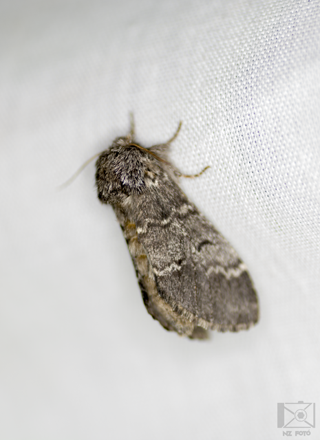 Drymonia ruficornis - cserfa-púposszövő