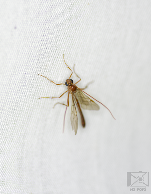 Ophioninae