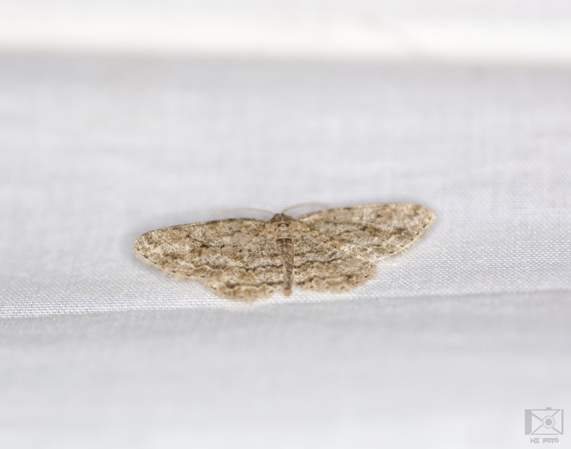 Ectropis crepuscularia - avararaszoló