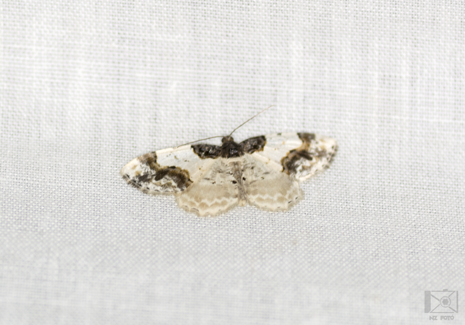 Ligdia adustata - barna levélaraszoló