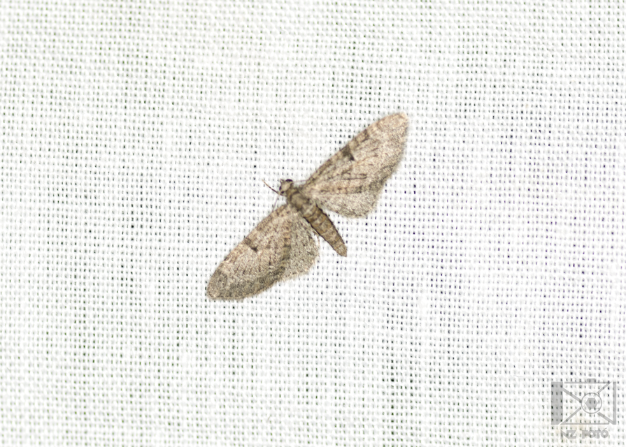 Eupithecia