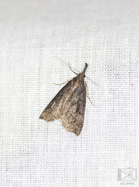 Hypena rostralis - közönséges karcsúbagoly