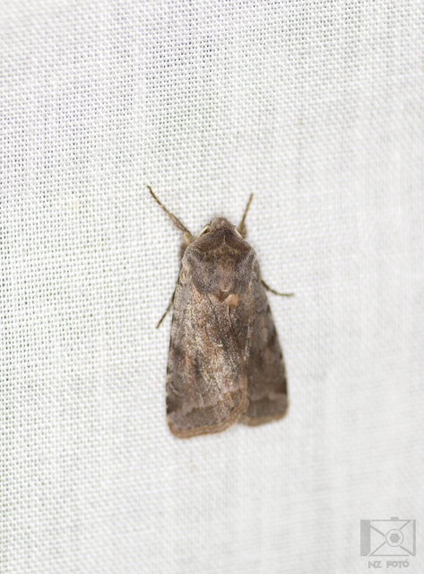 Cerastis rubricosa - vörhenyes tavaszibagoly