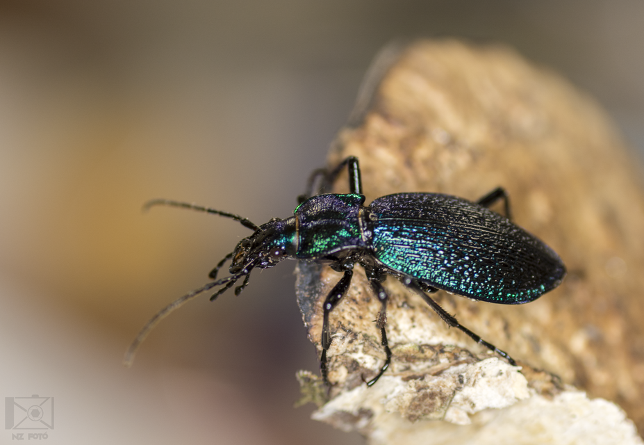 Carabus intricatus - kék laposfutrinka Carabus intricatus - kék laposfutrinka