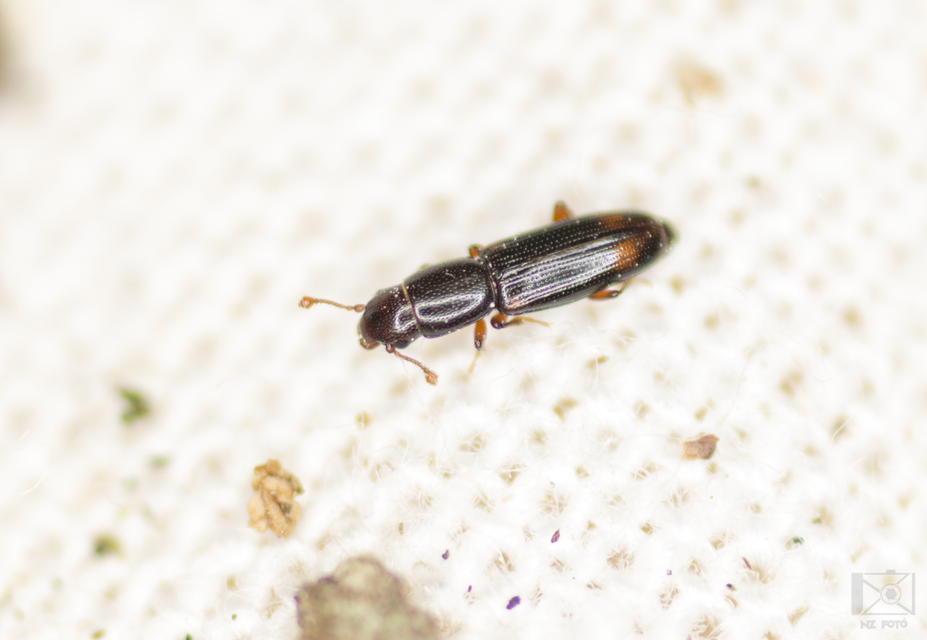 Rhizophagus bipustulatus - kétpettyes törekbogár
