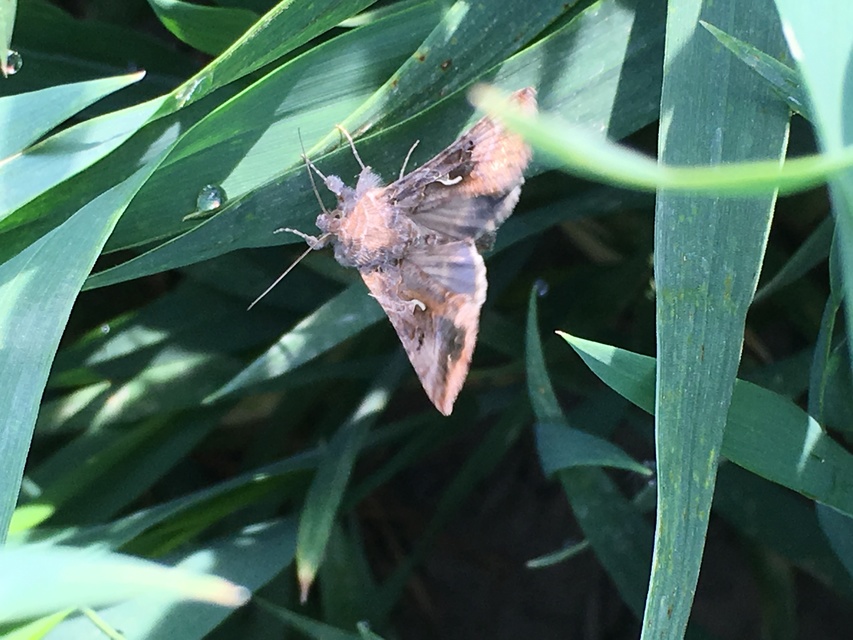 Autographa gamma - gammalepke
