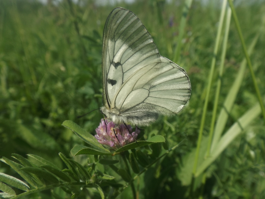 Parnassius mnemosyne - kis apollólepke