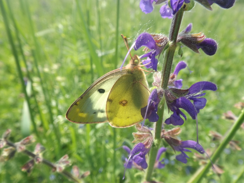 Colias hyale - kéneslepke