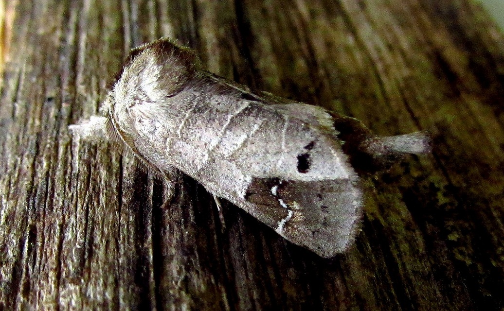 Clostera anachoreta - tarka levélszövő
