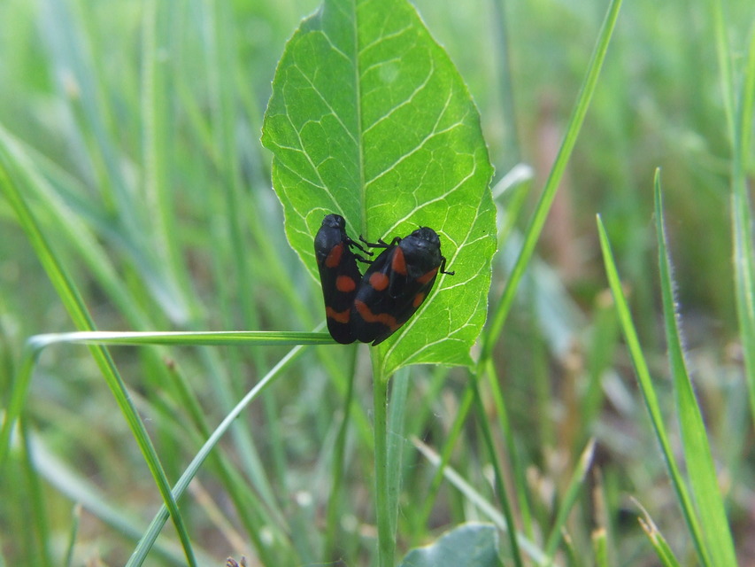 Cercopis arcuata/sanguinolenta