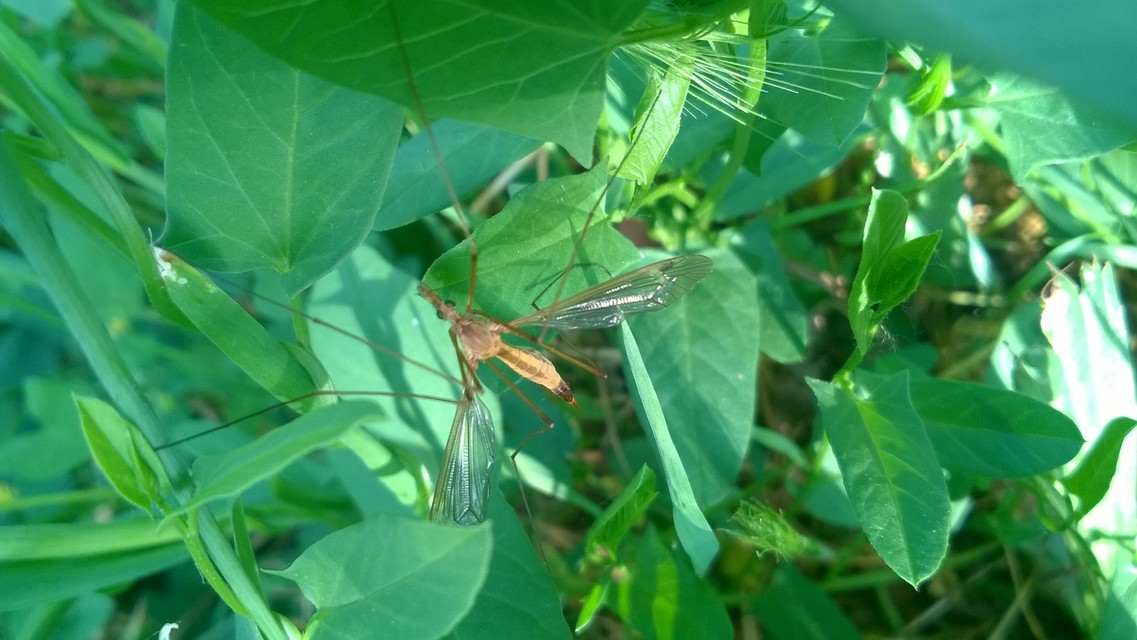 Tipula